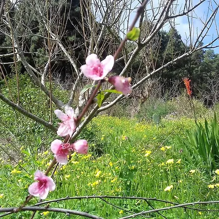Monte Frio De Tenerife
