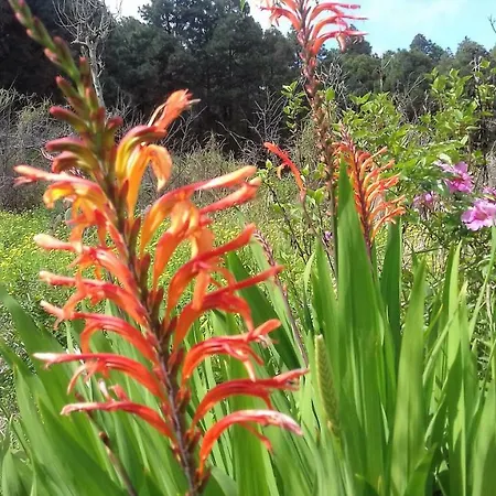 Monte Frio De Tenerife La Guancha