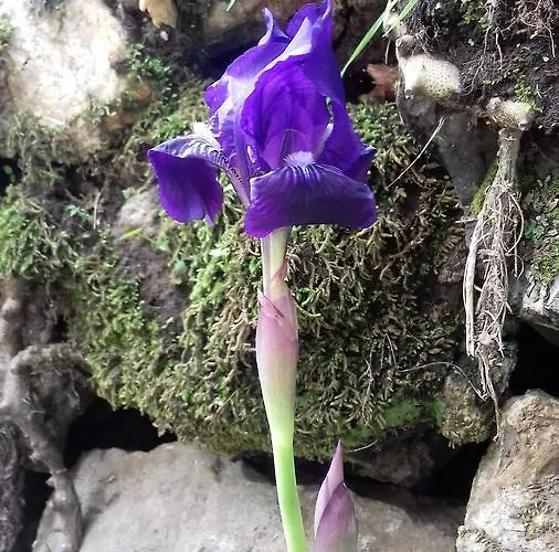 Monte Frio De Tenerife * La Guancha