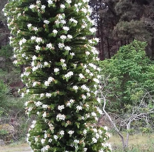 Monte Frio De Tenerife * La Guancha