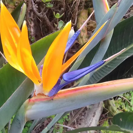 カントリーハウス Monte Frio De Tenerife La Guancha