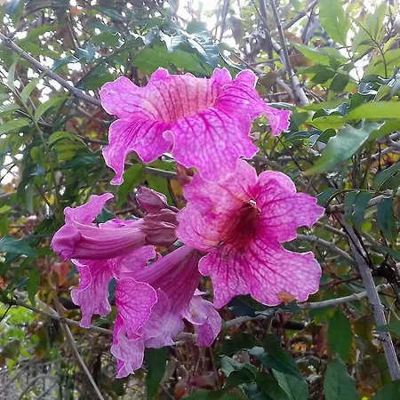 Monte Frio De Tenerife בית כפרי La Guancha