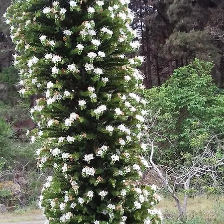 Monte Frio De Tenerife * La Guancha