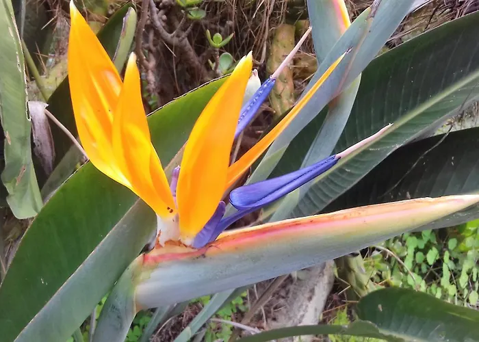 Country house Monte Frio De Tenerife La Guancha