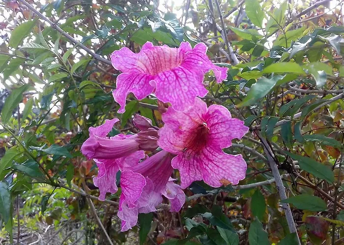 Monte Frio De Tenerife Country house La Guancha