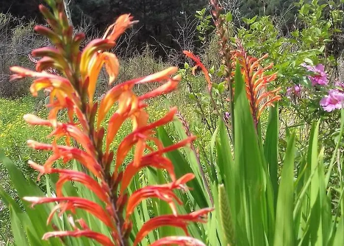 Monte Frio De Tenerife La Guancha