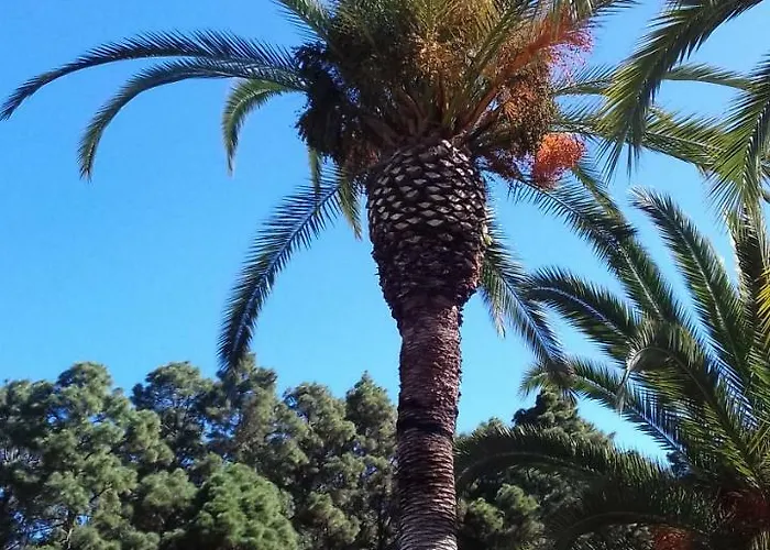 Monte Frio De Tenerife Country house La Guancha